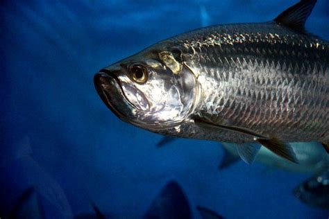 75+ Popular Fish That Start with T .